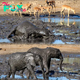 Adorable Baby Elephant Delights in Mud Bath, Almost Disappears Under Muddy Mess