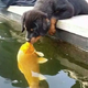 tph.Every morning, a little dog and a goldfish create an extraordinary friendship, blending in a strange harmony that captivates everyone who witnesses their relationship..tph