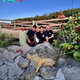 f.The turtle weighing more than 200 pounds was freed from the boardwalk below the beach.f