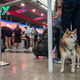 Your Dog Can Now Fly in Luxury With a New Airline Just for Them