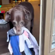 Adorable Dog Delights in Greeting Mom and Everyone Else with Gifts, Spreading Joy and Smiles Everywhere