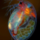 Aww Stunning Microscopic Image of Pregnant Daphnia magna Captivates in Nikon Small World Competition