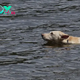 nht.Brave dog risked his life to save his dangerous owner in the river ‎