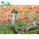 SAO.The “King Cobra” Holds the Title as the Longest Venomous Snake.SAO