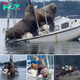 Lamz.Prepare to Be Amazed: Hilarious Video of Two Massive Sea Lions “Sailing” a Boat!