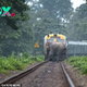 /5.Elephants narrowly evade an oncoming train as they traverse the tracks within an Indian forest, a heart-stopping moment that underscores the delicate balance between human infrastructure and wildlife habitats.