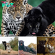The Love Story Of Jaguars; Neron and Keira! (Video)