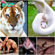 Discover the fascinating animals that shine without color: albinos