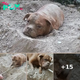 Unspeakable Cruelty Unveiled: Heartbreaking Anguish as Innocent Dog Is Callously Buried Alive Adjacent to a Garbage Dump