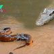 nht.Breaking News: Crocodile vs. 860-Volt Electric Eel! Dramatic Moment Captured on Film