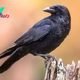 Crows can count out loud, startling study reveals