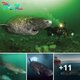 Lamz.Incredible Discovery: Scientists Uncover 400-Year-Old Greenland Shark Born Around 1620