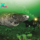 nht.Scientists Discover 400-Year-Old Greenland Shark Born Around 1620