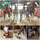 At warm springs ranch, four new budweiser clydesdales were born