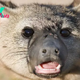 Aardwolf: The weirdo hyena cousin that eats 300,000 termites each night