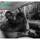 SAO.Gorilla Shares Final Moments Embracing the Man Who Rescued Her as a Baby.SAO