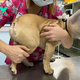 SO.”The Abandoned Canine with a Distended Belly Wept on the Veterinary Table as Vets Saved It Just in Time”.SO