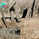 kp6.”Maternal Marvel Unfolds: Elephant Mother’s Daring Rescue of Her Stranded Calf.”