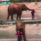 Elephant’s Protective Instinct: Faa Mai Keeps Her Favorite Person Safe at the River