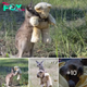 Creating a Heartwarming Scene: Orphaned Baby Kangaroo Finds Comfort in Hugging His Beloved Teddy Bear