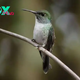 /5.Ingenious Little Hummingbird Astounds Researchers by Constructing an Elaborate Nest Complete With a Roof, Showcasing Unbelievable Architectural Skills in the Animal Kingdom.