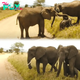 Adorable Baby Elephant in Tanzania Overcomes Fear to Cross Road, Melting Hearts Along the Way