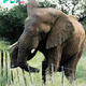 kp6.”Unraveling the Ingenious Ways Elephants Skillfully Navigate Barbed Wire and Electric Fences.”