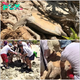 Tourists Rescue 100kg Turtle Trapped Upside Down under Tree Roots on a Great Barrier Reef Island