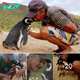 Unbelievable friendship! Heartwarming moment a fisherman hugs his penguin friend, who swims 5,000 miles to see him every year after he saved his life more than 10 years ago