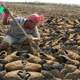 f.Fish escape captivity in mud and face drought in astonishing footage.f