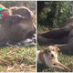 QT Elephant and her beloved Dog friend stayed inseparably until her final bre.ath in sanctuary