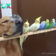 nht.Meet Bob, who hangs out with 8 birds and a hamster. That’s their crew!