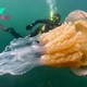 nht.Amazing! A massive 3-meter jellyfish seen off the coast of England.