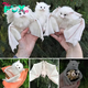 Admire the exquisite beauty of the unique golden white bat, a rare and fascinating creature found in remote rainforests, captivating nature enthusiasts with its stunning appearance.