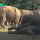 kp6.Adorable Baby Elephants’ Playful апtісѕ Melt Hearts Online.