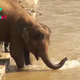 kp6.Tender Moments: Blind Caretaker and Baby Elephant Share Daily Bath Time Bond.