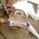 f.The two-headed calf is enchanting with the blue color of its eyes.f