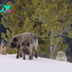 Amazing Footage: Large Pack of Wolves Strategically Hunts Bison in the Snowy Wilderness of Yellowstone National Park