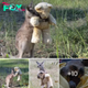 Lamz.Heartwarming Moment: Orphaned Baby Kangaroo Finds Solace Hugging a Beloved Teddy Bear