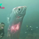 nht.Giant fish spotted near Taiwan, dubbed the “fish from the end of the world.”