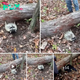 Heartwarming moment kind-hearted rescuers try to free a raccoon trapped under a fallen tree