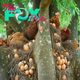 f.Chickens lay eggs on high trees, surprising many people because of the unprecedented sight.f