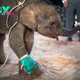 kp6.Triumph Over Trauma: Baby Elephant Fahsai’s Inspiring Journey in Thailand