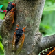 Double cicada bloom 2024: Google Doodle celebrates once-in-221-year event with band of bugs