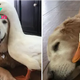 NN.Meet the heartwarming pair: Barclay, the lovable Golden Retriever, and his steadfast companion, Rudy, a 4-year-old Pekin duck, embody the enduring essence of friendship that knows no bounds, transcending the barriers of species.