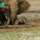 kp6.”Muddy Struggle: A Herd’s Chaotic Effort to Rescue a Baby Elephant.”