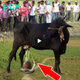 Lamz.Heartwarming Video Captures Unexpected Bond: Cow Nurtures Cobra with Her Milk