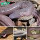 Researchers Uncover New Variety of ‘Blind Snake’ in the Depths of a Brazilian River
