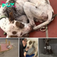 Lamz.Covered in Millions of Ticks, Abandoned Dog Collapses: Will a Kind Heart Save This Poor Pup?
