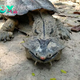 nht.This Odd-Looking Turtle Always Has a Smile on Its Face and Feeds in an Incredible Way